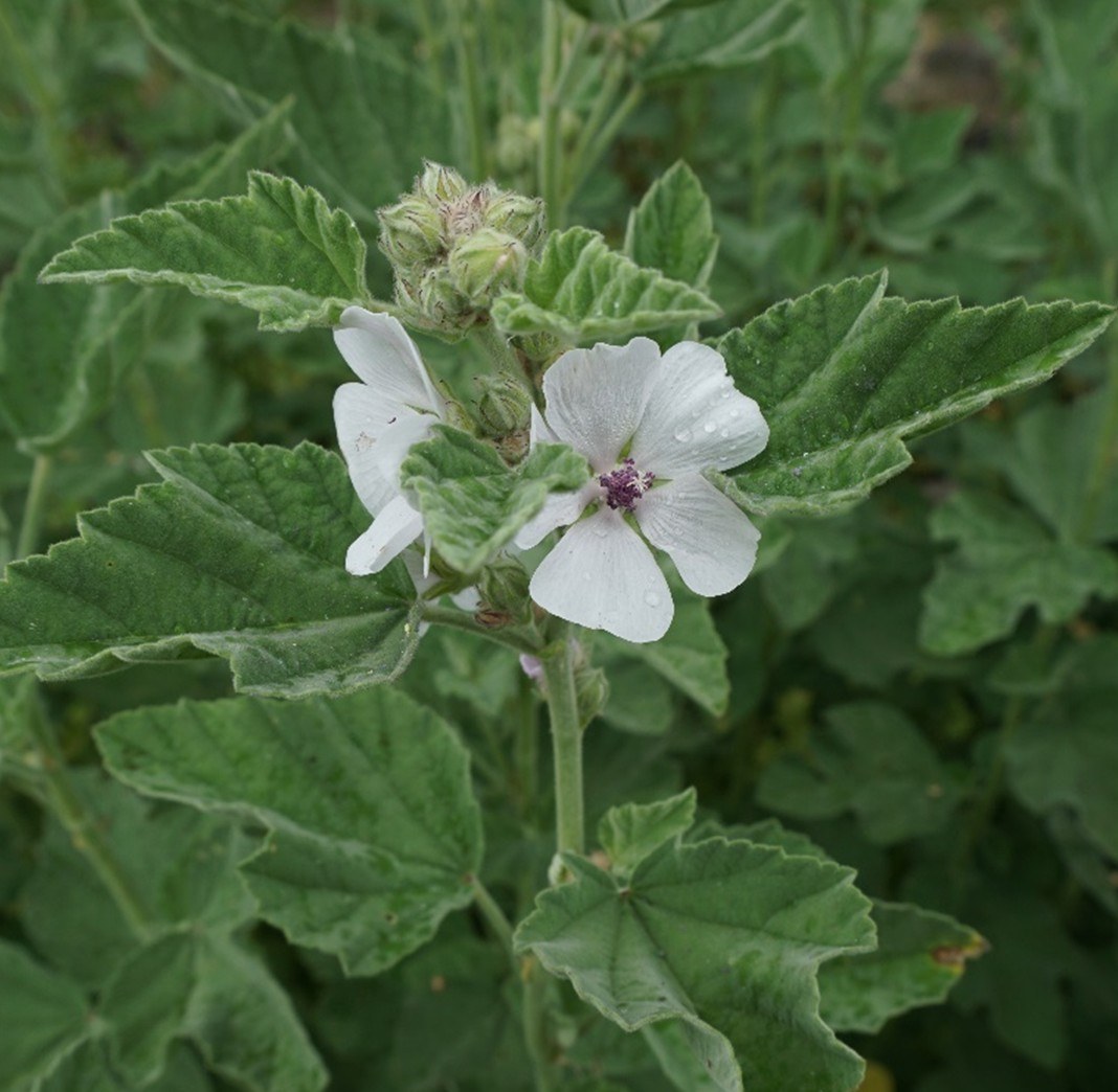 Eibisch – Althaea officinalis (Foto Gabriela Burkhard)