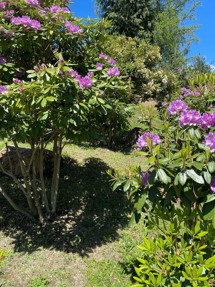 Chinas pflanzen rhododendron